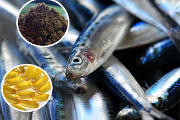 Suplementos de ácidos grasos Omega 3 de origen marino Suplementos de ácidos grasos Omega 3 de origen marino