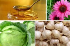 Fuentes de alimentos antibióticos naturales